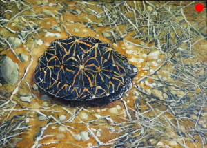 Tortoise #1 66.5cm x 50cm