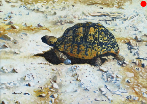 Tortoise #2 Peter Midlane Oil Painting